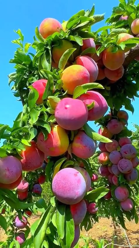 Fruit Pictures Photography, Fruit Pictures, Fruits And Vegetables Pictures, Fruit Tree Garden, Funny Vegetables, Vegetables Photography, Vegetable Pictures, Nature Photography Flowers, Fruits Photos