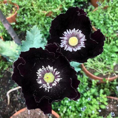 Black Poppies, Bachelor Button Flowers, Poppy Flower Seeds, Black Petunias, Goth Garden, Ginger Flower, Gothic Garden, Black Sisters, Black Poppy