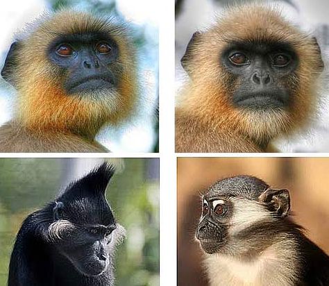 langurs Monkeys Pictures, Different Types Of Monkeys, Animals Monkey, Types Of Monkeys, Monkey Pictures, Pet Monkey, A Monkey, Amazing Animals, Primates