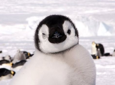 Pic By Dafna Ben Nun / Caters News - (Pictured: An adorable Emperor penguin chick appears to wink at the camera. Antarctica) - Now thats what you call animal magic! This collection of images showcases the very best in wildlife photography - capturing everything from the incredible to the downright ridiculous. From two bears wrestling each other as they fish for salmon to a very angry looking bird, the animal kingdom has certainly given us plenty to wonder at in 2016. END. Emperor Penguin Chick, Wildlife Pictures, Penguin Love, Emperor Penguin, Animal Magic, Baby Penguins, Wildlife Photos, Cute Penguins, Cool Landscapes