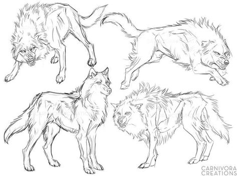 Wolf Poses, Wolf Sketch, Canine Drawing, Wolf Artwork, Canine Art, Wolf Drawing, Body Reference Drawing, Desenho Tattoo, Wolf Art