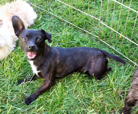 French Bullhuahua dog for Adoption in Tacoma, WA. ADN-555032 on PuppyFinder.com Gender: Male. Age: Young French Bullhuahua, Tacoma Washington, Washington Usa, Black Jack, Tacoma Wa, Jack Black, Dog Adoption, Chihuahua, Bulldog