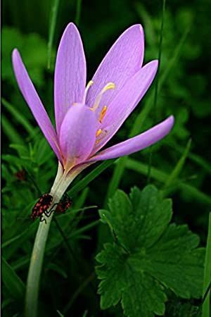 Autumn Crocus, Saffron Flower, Crocus Bulbs, Video Garden, Fall Vegetables, Garden Journal, Flower Spike, Beautiful Flowers Garden, Flowering Plants