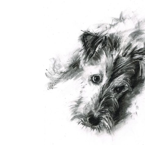 Scruffy Dog Drawing, Laura Mckendry, Dog Drawing Simple, Bunny Sketches, Scruffy Dogs, Abstract Horse Painting, Big Puppies, Parson Russell Terrier, Animal Illustration Art