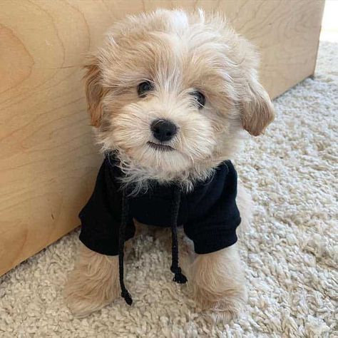 Shihpoo Coat Colors | What Colors Do Shih Poos Come In? Shih Tzu Poodle Mix, Shih Poo Puppies, Miniature Dog Breeds, Black Shih Tzu, Shih Tzu Poodle, Red Poodles, Shih Poo, Dipbrow Pomade, Miniature Dogs