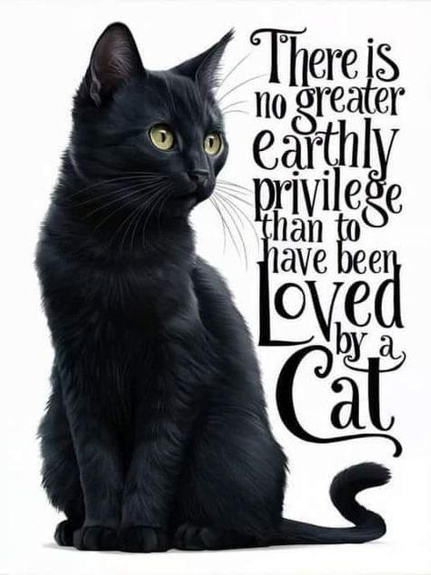 Cat Lover Quotes, Cat Love Quotes, Cat Lover Quote, Cats Quotes, Black Cat Lover, Cat Info, Hodge Podge, Cat Photos, Black Cat Art