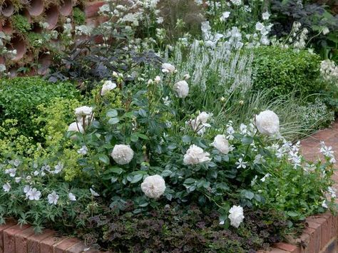 classic white garden with roses and perennials Spike Speedwell, Brick Raised Garden Beds, Speedwell Veronica, Veronica Spicata, Rose Companion Plants, Drift Roses, Ground Cover Roses, Rose Garden Design, Lady's Mantle