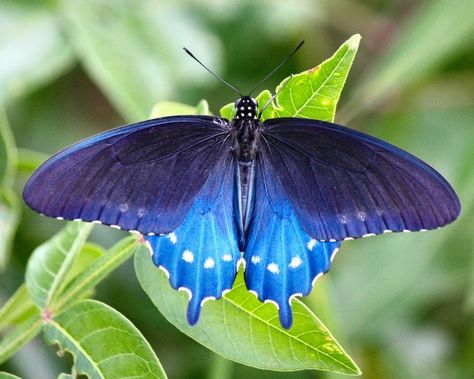 Pipevine swallowtail Pipevine Swallowtail, Raising Butterflies, Pretty Wings, Beautiful Butterfly Photography, Art Assignments, Cool Bugs, Swallowtail Butterfly, Butterfly Photos, Beautiful Bugs