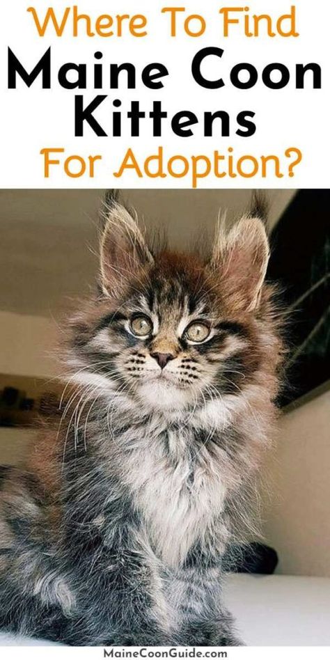 Maincoon Cat Kittens, Black Maine Coone, Black Mainecoon Cat, Main Coone, Mainecoon Kitten, Maine Cooney Cats, Ragdoll Cat Breed, Baby Tigers, House Cats