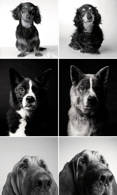 Heartmelting Pics of Aging Dogs Show Them Grow From Puppyhood to Old Age Old Dog Photoshoot Ideas, Vintage Dog Photos, Old Dog Photography, Black And White Pet Photography, Black And White Dog Portraits, Dog Foto, Puppy Dog Pictures, Animal Experiences, Dog Ages