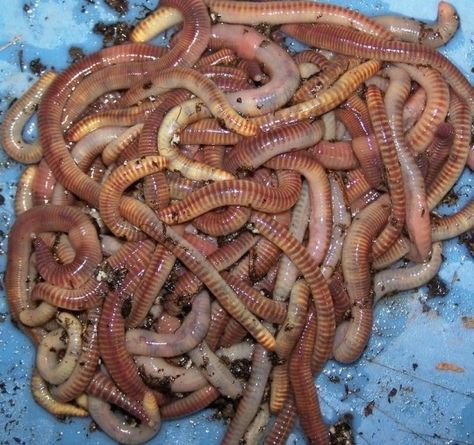 Red Worm Composting, Fishing Worms, Red Wigglers, Worm Farming, Worm Bin, Red Worms, Soil Conditioner, Worm Composting, Worm Farm