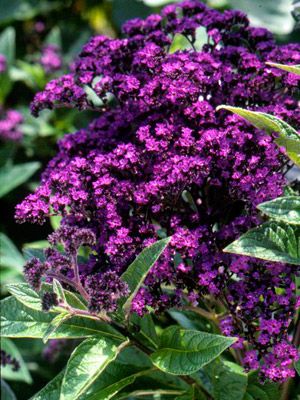 Heliotrope is grown as an annual in Zones 2 to 9 and as a perennial in Zones 10 to 11. It bears wonderful clusters of purple or white flowers, which are intensely fragrant with a deep, grapey smell. Leaves are glossy and attractive with slight ribbing. The plant will grow a foot or two high as an annual, or up to 4 feet tall as a perennial, depending on the variety. Purple Flowers Garden, Tattoo Plant, ن�باتات منزلية, Purple Plants, Fragrant Plant, Purple Garden, Have Inspiration, Gardening Flowers, Fragrant Flowers