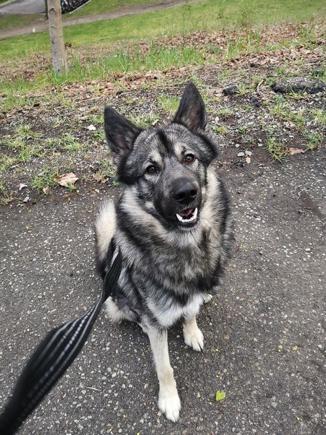 Tamaskan Dog Black. Street Photography Dogs. #tamaskan #tamaskandog #tamaskandogs #tamaskans #tamaskanwolfdog Tamaskan Dog Black, Tamaskan Puppies, Tamaskan Dog, Funny Looking Cats, Dog Poses, Dog Black, Pretty Dogs, Different Dogs, Wolf Dog