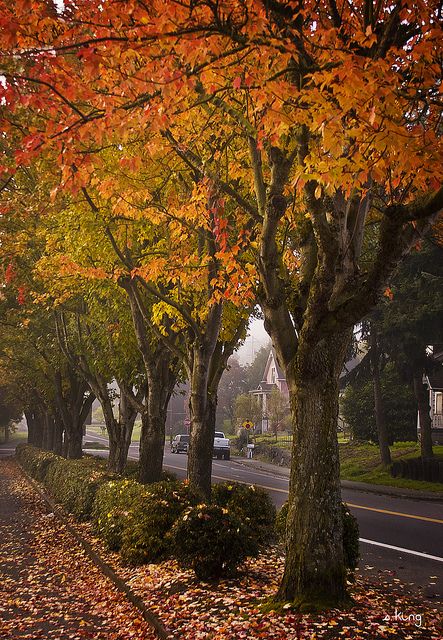 Lowell Park, Everett, Washington; photo by .sking5000 Pnw Autumn, Washington Fall, Lynnwood Washington, Everett Washington, Washington Coast, Leaves Changing Color, Olympia Washington, Street Trees, Evergreen State