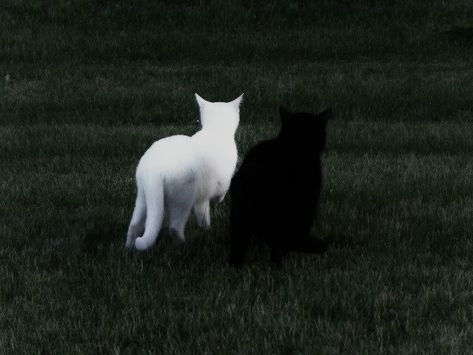 Black Cat Gif Pfp, Denise Core, Black Cat Banner, Cat Couple Pfp, Dark Grunge Aesthetic, Black Cat Aesthetic, White And Black Cat, Cat Dark, Cat Landscape