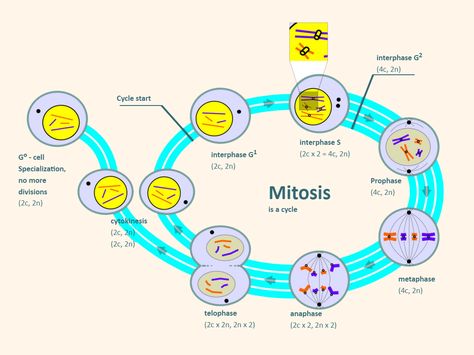 Mitosis Labeled Science Diagram, Diagram Ideas, Science Diagrams, Human Organ, Laboratory Equipment, Paper Illustration, Educational Materials, No More, Illustration Design