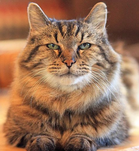 Meet The World's Oldest Cat Aged 26 Who Was Adopted From  A Shelter Cat Years, F2 Savannah Cat, Cat Ages, World Cat, Cat Spray, Senior Cat, Old Cats, Domestic Cat, Maine Coon