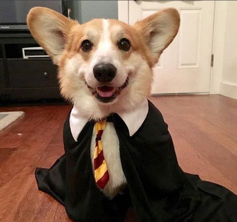 My patronus is a corgi https://ift.tt/2OnS34K Dog Harry Potter, Pup Academy, Harry Potter Dog, Adorable Pets, Dog Dog, Dog Memes, Dog Pictures, Cats Dogs, Dog Love