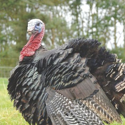 Norfolk Black Free Range Turkey available from www.greenpasturesnursery.co.uk Black Turkey, Green Pasture, Farm Shop, In Season Produce, Free Range, Norfolk, Range, Plants, Green