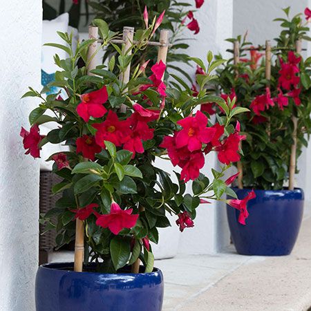 Mandevilla Care in Winter | Costa Farms Mandeville Plant, Mandevilla Trellis, Mandevilla Vine, Tips For Winter, Overwintering, Winter Vegetables, Winter Plants, Flowering Vines, Winter Garden