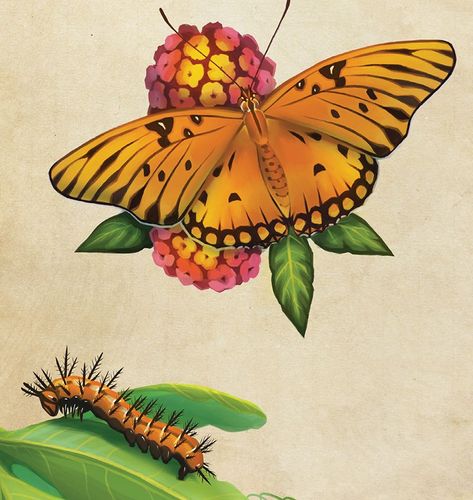 Fritillary Butterfly, Butterfly Species, Eggs Flowers, Egg Laying, The Monarch, Close Relationship, Pin Art, Passion Flower, Monarch Butterfly