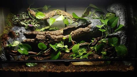 Bioactive Bearded Dragon Enclosure, Ball Python Vivarium, Milk Snake Enclosure, Bioactive Ball Python Enclosure, Bioactive Ball Python Enclosure Ideas, Ball Python Bioactive Enclosure, Snake Aquarium, Bioactive Corn Snake Enclosure, Mantis Enclosure