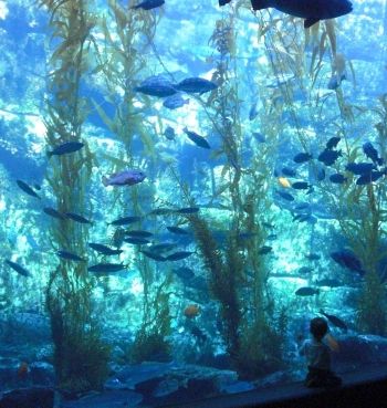 San Diego’s Birch Aquarium: A Worthwhile Alternative to SeaWorld Seaworld San Diego Aesthetic, San Diego With Teens, Sea World San Diego, Birch Aquarium San Diego, San Diego Whale Watching, Birch Aquarium, San Diego Attractions, Seaworld San Diego, Homeschool Field Trips