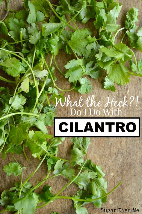 The second post in a series on what to do with unfamiliar grocery items. What the Heck Do I Do with Cilantro is a post full of recipe ideas and inspiration. Freezing Cilantro, Fresh Herb Recipes, Cilantro Recipes, Herb Recipes, Food Info, What The Heck, Planting Herbs, Edible Garden, Fresh Cilantro