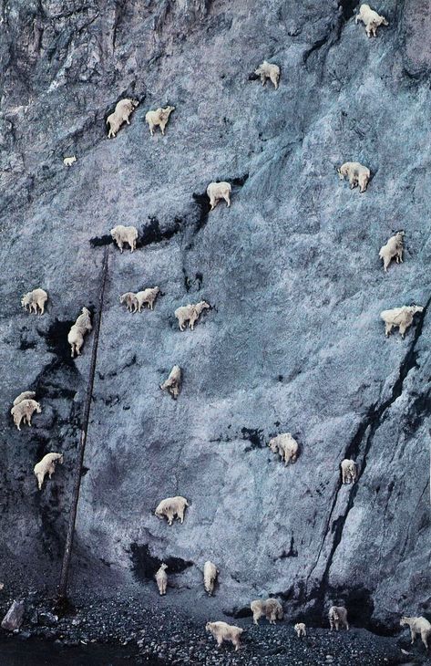 Mountain Goats climbing mountain Mountain Goats, Mule Deer, Mountain Goat, Manx, Animal Planet, Animal Photo, Nature Animals, 귀여운 동물, Animals Friends