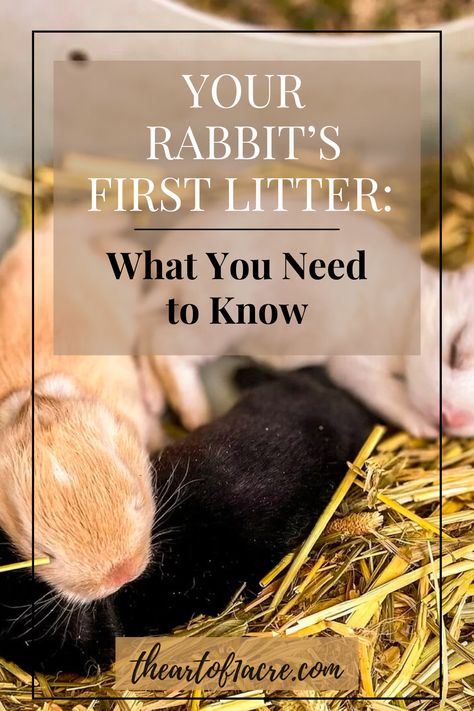 Rabbit Breeding Cage Setup, Rabbit Birthing Boxes, Rabbit Breeder Setup, Nesting Boxes For Rabbits, Diy Rabbit Nesting Box Ideas, Rabbit Breeding Setup, Bunny Veggies, Rabbit Nesting Box Diy, Rabbitry Setup Ideas