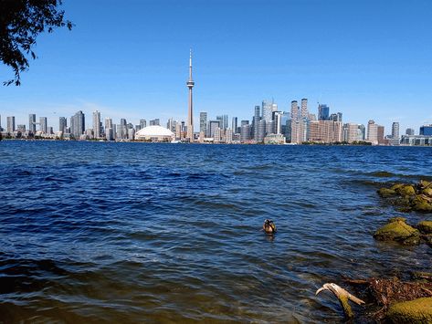 Toronto's downtown skyline view from Centre Island. Toronto's Centre Islands are the perfect place to get away from all the hustle and bustle of the big city. The island is actually a group of fifteen smaller islands that are located just offshore of Downtown Toronto. The islands have parklands, the Billy Bishop Toronto City Airport, several yacht clubs, the centreville amusement park, some beaches, woodlands and a residential area.Island Centre Island, Toronto Island, Toronto City, The Big City, Clothing Optional, Skyline View, Downtown Toronto, Airport City, Island Getaway