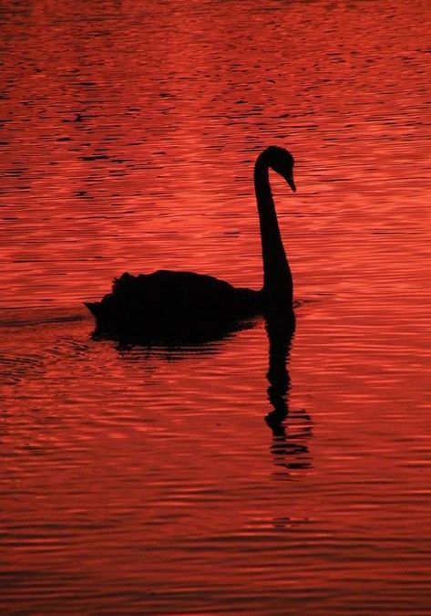 Red Kisses, Red Lake, Red Sunset, Burnt Sienna, Red Sky, Red Wallpaper, Aesthetic Colors, Black Swan, Red Aesthetic