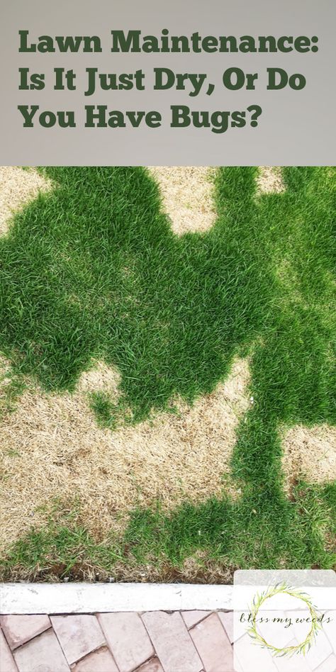 Lawn Maintenance | landscape | lawn bugs | pest control | tips and tricks | lawn care | lawn | grass | bugs #lawnmaintenance #landscape #lawnbugs #pestcontrol #tipsandtricks #lawncare #lawn #grass #bugs Lawn Pests, Types Of Bugs, Pest Prevention, Growing Grass, Flea Prevention, Japanese Beetles, Bees And Wasps, Healthy Lawn, Lawn Maintenance