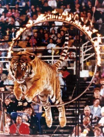 Jumping Tiger, Circus Pictures, Animal Circus, Circus Illustration, Ring Master, Tiger Ring, Circus Sideshow, Circus Acts, Circus Tent