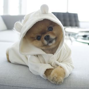 Jiff (jiffpom) | Community Post: 16 Instagram Dogs That Should Have Their Own TV Shows Regnul Animal, Super Cute Puppies, 강아지 그림, Söt Katt, Baby Animals Pictures, Cute Little Puppies, Baby Animals Funny