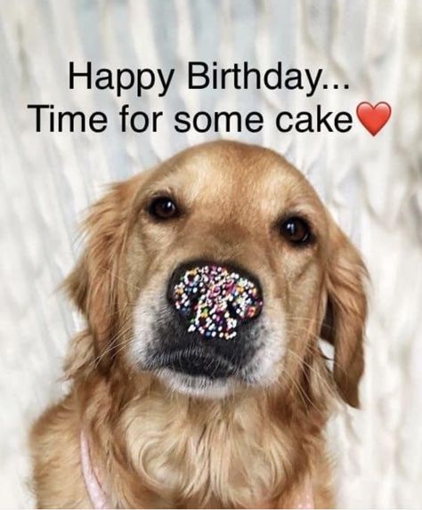 Happy Birthday Golden Retriever, Dog Birthday Wishes, Happy Birthday Animals, Happy Birthday Wishes Pics, Birthday Wishes For Her, Happy Birthday Illustration, Birthday Wishes Pics, Happy Birthday Cat, Beautiful Birthday Wishes