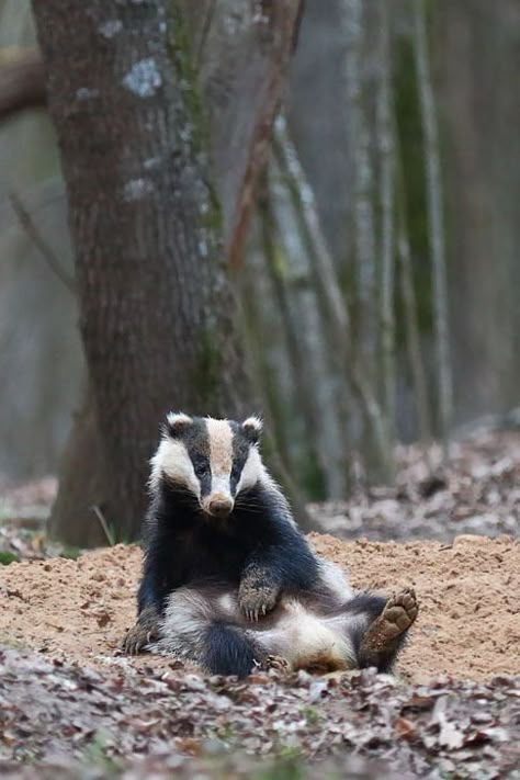 European Badger, Clouded Leopard, Nocturnal Animals, Unusual Animals, Cute Animal Pictures, Woodland Creatures, Animal Photo, Animals Friends, Spirit Animal