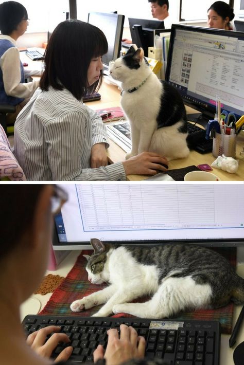 Cat Library, Cat Office, Office Cat, Entering School, Office Needs, Cat Things, Living The Dream, Humanity Restored, Somebody To Love