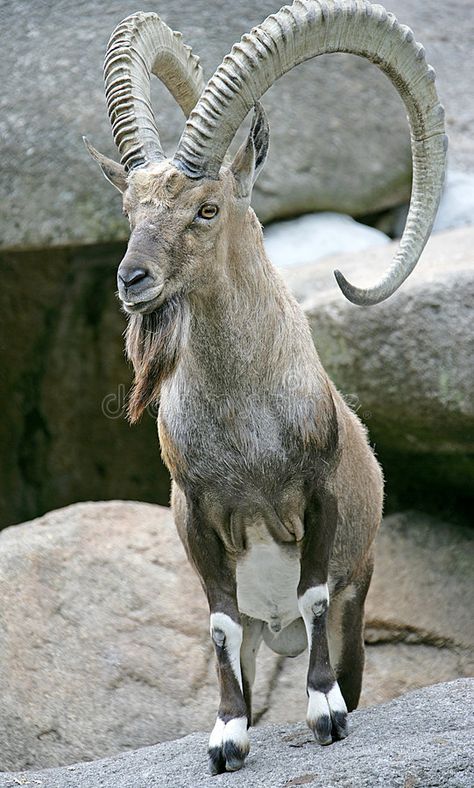 Ibex Goat, Cool Animals, Animals With Horns, Desert Animals, Wild Animals Pictures, Gilgit Baltistan, Unusual Animals, Mountain Goat, Rare Animals