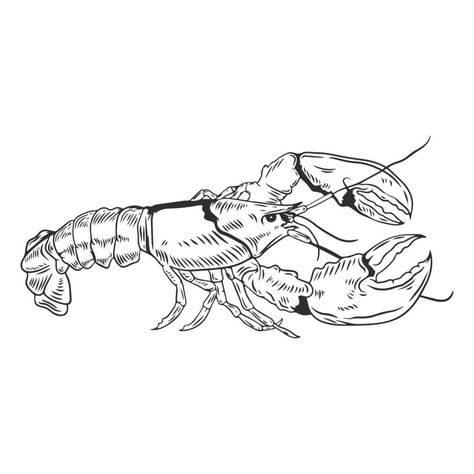 Lobster hand drawn illustration Lobster Tattoo Design, Lobster Drawing Illustration, Draw Lobster, Lobster Drawing Simple, Lobster Sketch, Sea Sketches, Pool Mural, Lobster Drawing, Lobster Tattoo