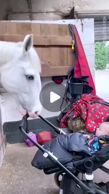 Horseshood on Instagram: "So cute 😍  .  Credit: Horse Legend (tiktok)  . . #horsesofinstagram #equestrian #pferdeliebe #ridersofinstagram #instahorsecommunity #horse #horses #instahorse #mariagress #pferd #pferde #pferdeliebe #horselove #dressage #dyonbel edia #jungpferdeausbildung #dressurpferd #horseworld #horsetherapy #horsephotos #horselove #horsetrials #horsepic #horseraces #equinephotography #horselovers #gallop #ponies #horseshoe #horseracing #horselifestyle #horsesoninstagram" Dunn Horse, Brindle Horse, Pony Dressage, Unusual Horse, Horse Dance, Funny Horse Pictures, Funny Horse Videos, Horse Story, Morgan Horse