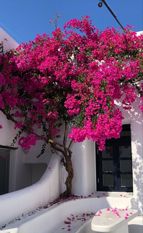 Mykonos Beach, Greece Hotel, Greece Architecture, Mykonos Beaches, Open Air Cinema, Greece Hotels, Mykonos Town, Red Garden, Mykonos Greece