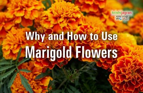 Marigold Tincture Diy, Marigold Salve Recipe, Drying Marigolds, Marigold Tincture, Marigold Salve, Making Tinctures, Treat Ingrown Hair, Tinctures Recipes, Growing Marigolds