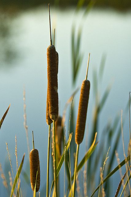 Cattail Photography, Pond Life, English Village, Cat Tail, Lily Pond, Village Life, Country Life, Mother Nature, Beautiful Nature