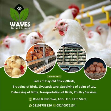 Chicken Flyer Design, Chicken Poster Design, Poultry Farm Design, Poultry Business, Chicken Poster, Banner Clip Art, One Word Instagram Captions, Graphic Design Business Card, Social Media Ads