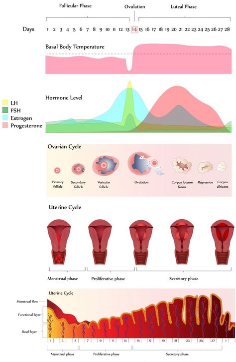 Period Chart, Period Cycle, Basal Body Temperature, Progesterone Levels, Skeletal Muscle, Integrative Medicine, Hormone Levels, Knee Injury, High Intensity Interval Training