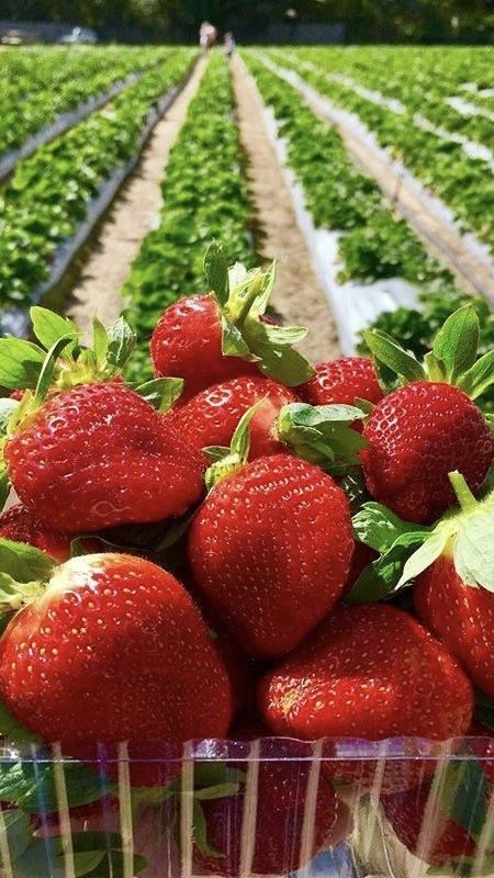 Strawberry Picking Photography, Strawberry Perfume, Strawberry Tower, Strawberry Farm, Happy Farm, Strawberry Fields Forever, Strawberry Garden, Strawberry Picking, Trending Pins