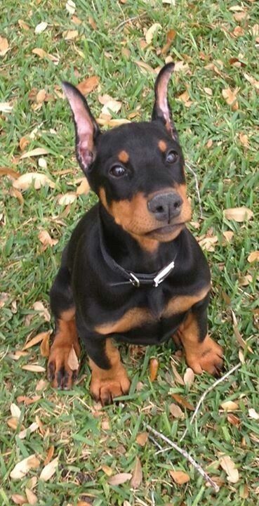 Anjing Doberman, Baby Doberman, Perro Doberman Pinscher, Doberman Cute, Protective Dog Breeds, Cute Doberman, Doberman Pinchers, Loyal Dog Breeds, Doberman Puppies