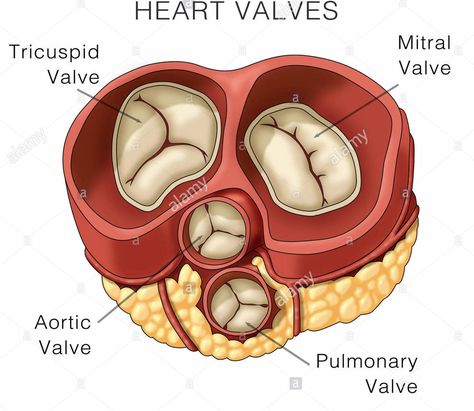 Valves of the heart ensure the one way flow. The AV valves are located between the atrium and ventricles and regulate the openings between them. The left AV valve is also called mitral valve and the right AV valve is also called the tricuspid valve. The aortic and pulmonary valve (semilunar valves) regulate blood flow from ventricles to the greater arteries. Valves Of The Heart, Cardiac Cycle, Tricuspid Valve, Mitral Valve, Heart Valves, Medical Student Motivation, Nursing School Tips, Medical School Essentials, Human Anatomy And Physiology