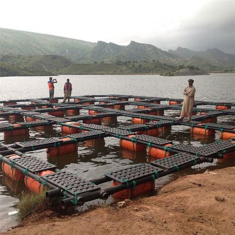 Aquaculture Fish Farming, Aquaculture Fish, Canary Birds, Rat Cage, Reptile Cage, Ocean Freight, Agriculture Farming, Buy Fish, Farm Machinery